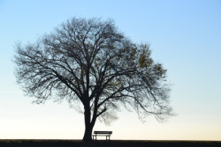 Lonely-tree-and-bench